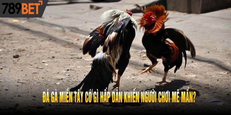 Đá Gà Miền Tây: Sức Hấp Dẫn Đỉnh Cao Đến Từ Hùng Kê